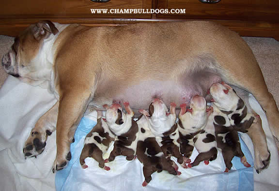 English Bulldog puppies for sale